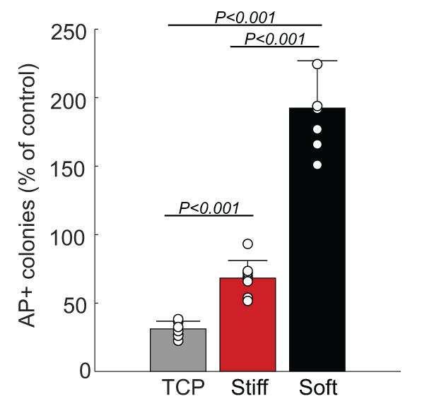 Published Figure 4b graph comparing alkaline-phosphatase-positive colony formation after mouse stem cells were cultured on plastic, stiff gels and soft gels without LIF; the soft-gel group retained more colony-forming activity