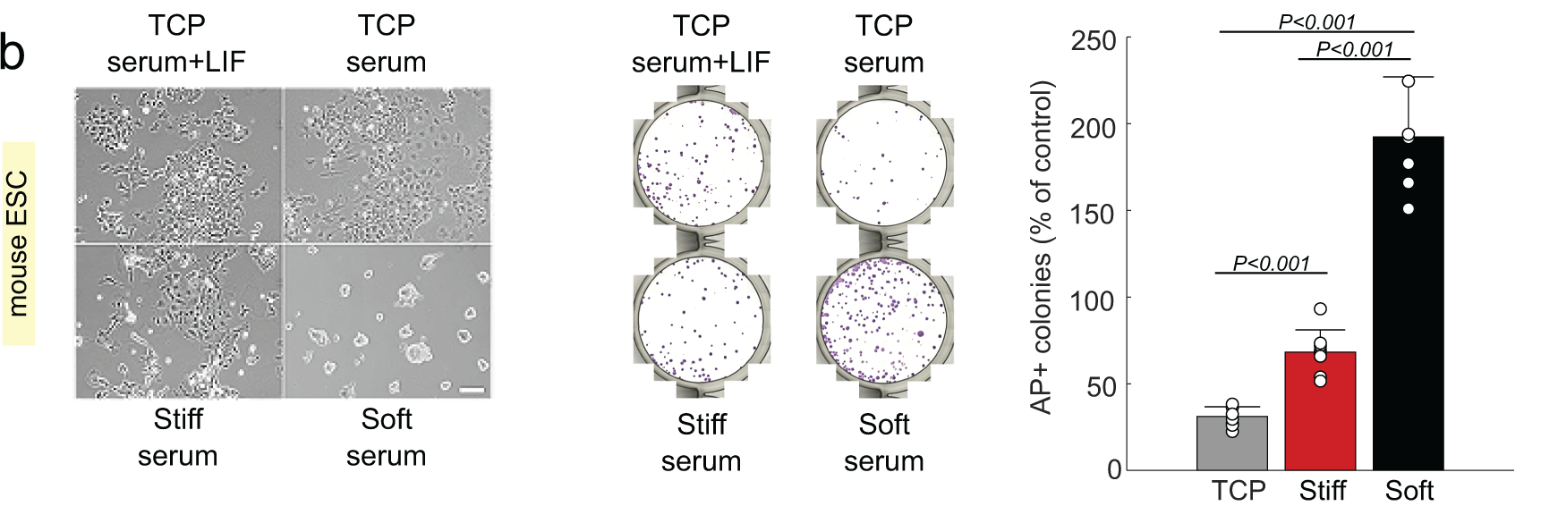 Published Figure 4b: mouse stem-cell morphology, AP-stained colonies after replating, and quantified colony formation